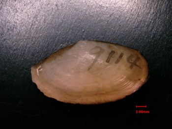 Media type: image;   Malacology 154834 Description: exterior view of jointed pair of valves;  Aspect: exterior